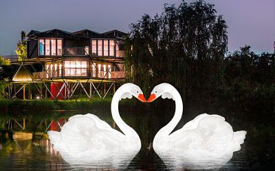 景區湖邊玻璃鋼仿真天鵝雕塑